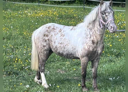 Más ponis/caballos pequeños, Yegua, 10 años, 113 cm, Atigrado/Moteado