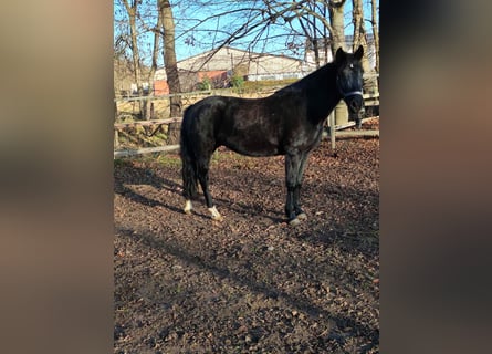 Más ponis/caballos pequeños, Yegua, 12 años, 148 cm, Negro