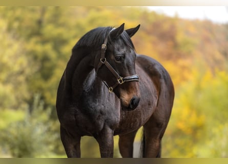 Más ponis/caballos pequeños, Yegua, 13 años, 156 cm, Castaño