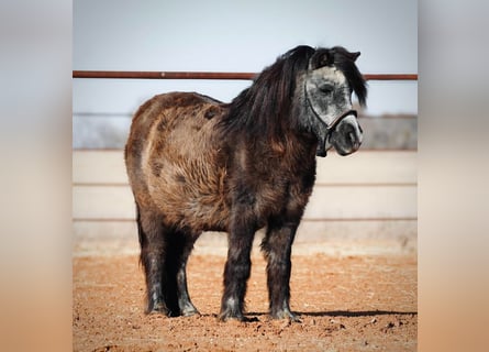 Más ponis/caballos pequeños, Yegua, 13 años, 94 cm, Negro