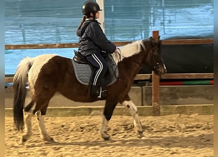 Más ponis/caballos pequeños, Yegua, 14 años, 128 cm, Pío