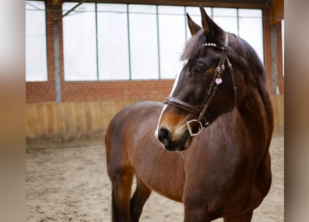 Más ponis/caballos pequeños, Yegua, 15 años, 160 cm, Castaño oscuro