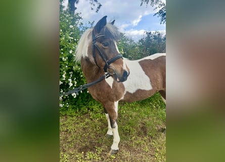 Más ponis/caballos pequeños, Yegua, 16 años, 137 cm, Pío