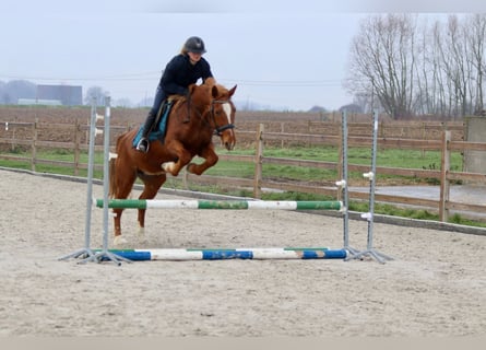 Más ponis/caballos pequeños, Yegua, 16 años, 153 cm, Alazán-tostado