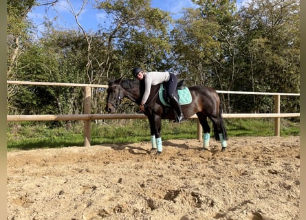 Más ponis/caballos pequeños, Yegua, 19 años, 156 cm, Castaño oscuro
