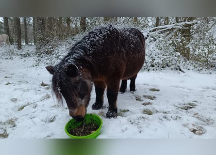 Más ponis/caballos pequeños, Yegua, 20 años