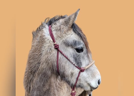 Más ponis/caballos pequeños, Yegua, 3 años, 125 cm, Musgo marrón