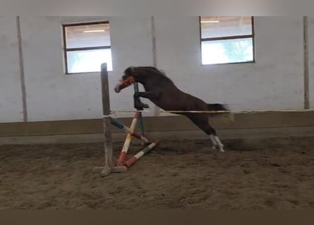 Más ponis/caballos pequeños, Yegua, 3 años, 142 cm, Alazán