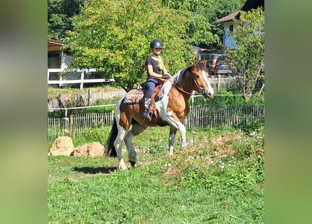 Más ponis/caballos pequeños, Yegua, 3 años, 145 cm, Pío