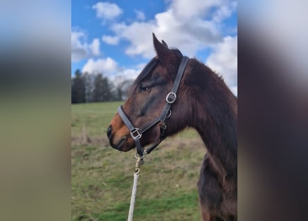 Más ponis/caballos pequeños, Yegua, 3 años, 148 cm, Castaño