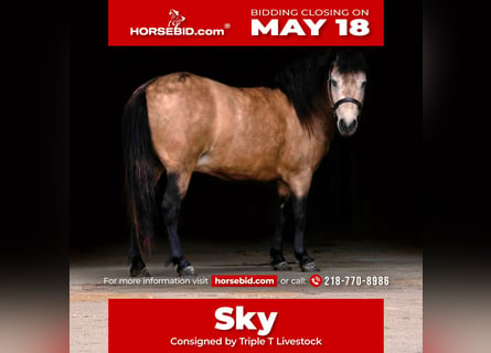 Más ponis/caballos pequeños, Yegua, 4 años, 107 cm, Buckskin/Bayo