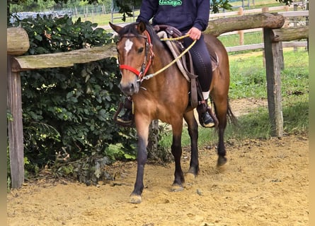Más ponis/caballos pequeños, Yegua, 4 años, 133 cm, Castaño