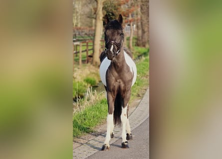 Más ponis/caballos pequeños, Yegua, 4 años, 135 cm, Pío