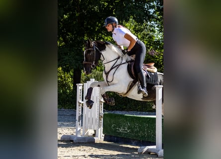 Más ponis/caballos pequeños, Yegua, 4 años, 153 cm, Pío