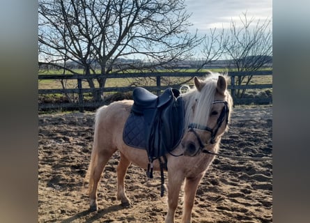 Más ponis/caballos pequeños, Yegua, 5 años, 125 cm, Palomino