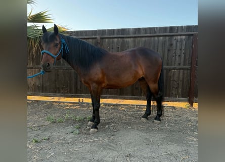 Más ponis/caballos pequeños, Yegua, 5 años, 132 cm, Castaño rojizo