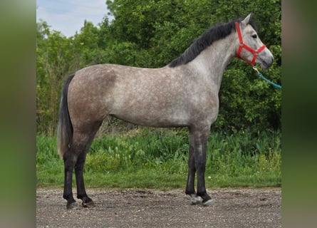 Más ponis/caballos pequeños, Yegua, 5 años, 135 cm, Tordo