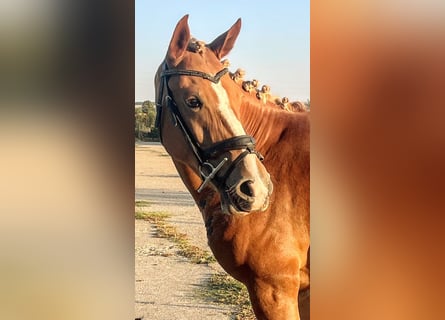 Más ponis/caballos pequeños Mestizo, Yegua, 5 años, 146 cm, Alazán