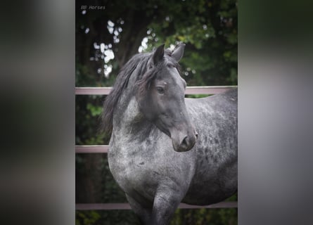 Más ponis/caballos pequeños, Yegua, 5 años, 148 cm, Ruano azulado