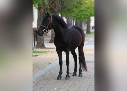 Más ponis/caballos pequeños, Yegua, 5 años, 149 cm, Negro