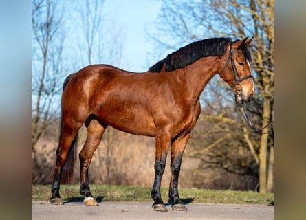 Más ponis/caballos pequeños, Yegua, 5 años, 150 cm, Castaño