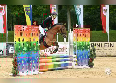 Más ponis/caballos pequeños, Yegua, 5 años, 150 cm, Castaño