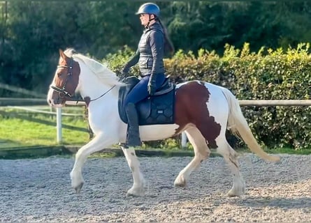 Más ponis/caballos pequeños, Yegua, 5 años, 150 cm, Pío