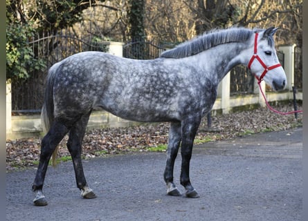 Más ponis/caballos pequeños, Yegua, 5 años, 150 cm, Tordo rodado