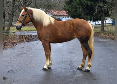 Más ponis/caballos pequeños, Yegua, 5 años, 152 cm, Alazán