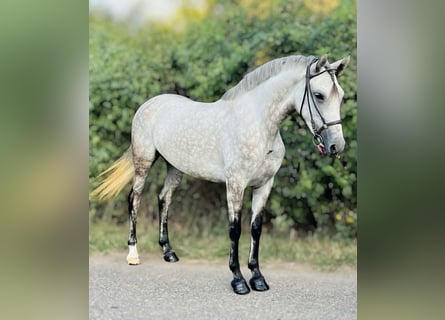 Más ponis/caballos pequeños, Yegua, 5 años, 152 cm, Tordo