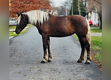 Más ponis/caballos pequeños, Yegua, 5 años, 155 cm, Castaño