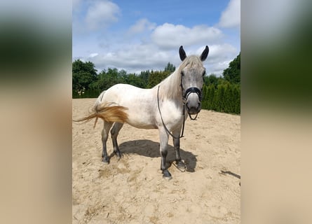 Más ponis/caballos pequeños, Yegua, 5 años, 159 cm, Tordo