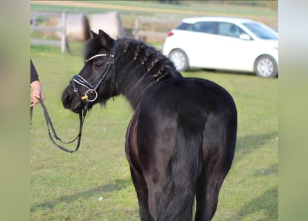 Más ponis/caballos pequeños, Yegua, 6 años, 127 cm, Negro