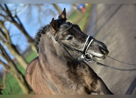 Más ponis/caballos pequeños, Yegua, 6 años, 140 cm