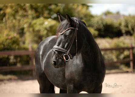 Más ponis/caballos pequeños, Yegua, 6 años, 145 cm, Negro