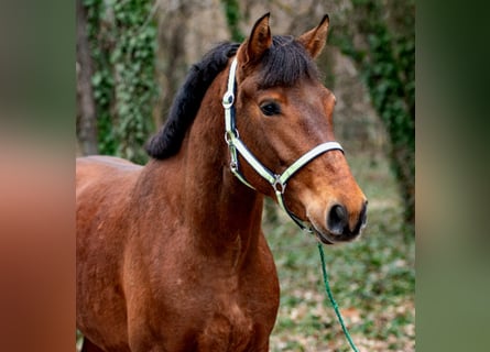 Más ponis/caballos pequeños, Yegua, 6 años, 148 cm, Castaño