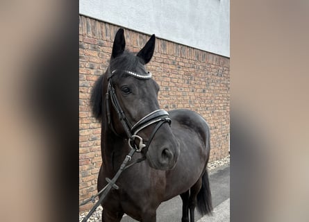 Más ponis/caballos pequeños, Yegua, 6 años, 148 cm, Negro