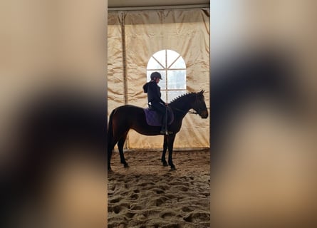 Más ponis/caballos pequeños, Yegua, 6 años, 149 cm, Castaño