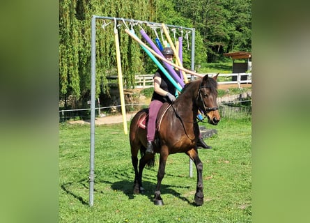 Más ponis/caballos pequeños, Yegua, 6 años, 154 cm, Castaño