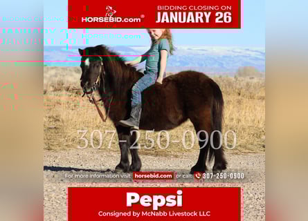 Más ponis/caballos pequeños, Yegua, 6 años, 69 cm, Negro