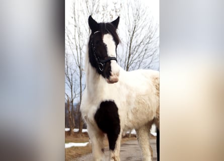Más ponis/caballos pequeños, Yegua, 7 años, 145 cm, Pío