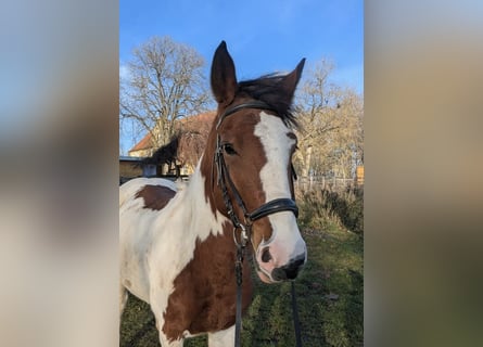 Más ponis/caballos pequeños, Yegua, 7 años, 146 cm, Pío