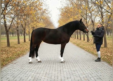 Más ponis/caballos pequeños, Yegua, 7 años, 148 cm, Castaño