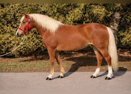 Más ponis/caballos pequeños, Yegua, 7 años, 150 cm, Alazán