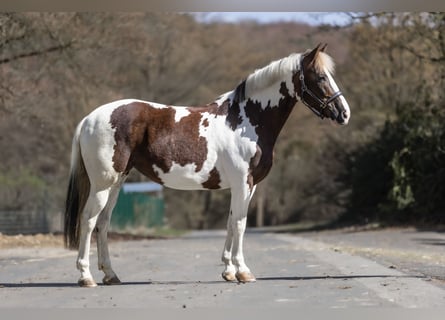 Más ponis/caballos pequeños, Yegua, 7 años, 154 cm, Pío