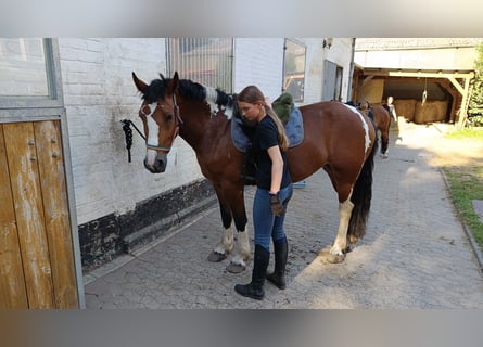 Más ponis/caballos pequeños, Yegua, 7 años, 154 cm, Pío