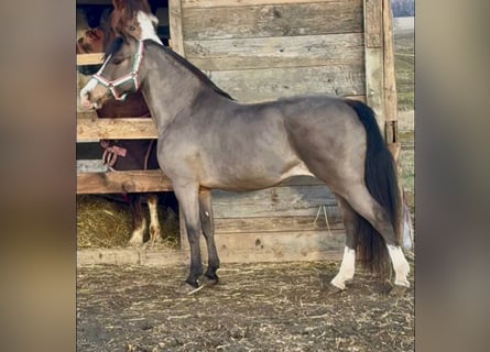 Más ponis/caballos pequeños, Yegua, 8 años, 126 cm, Castaño