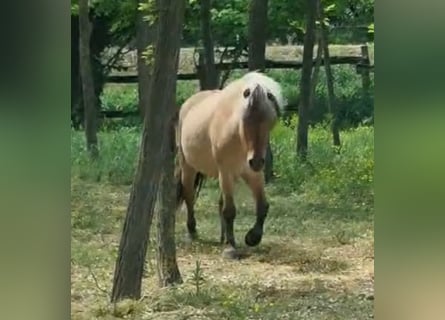 Más ponis/caballos pequeños, Yegua, 8 años, 128 cm, Bayo
