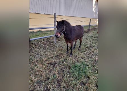 Más ponis/caballos pequeños Mestizo, Yegua, 8 años, 128 cm, Castaño