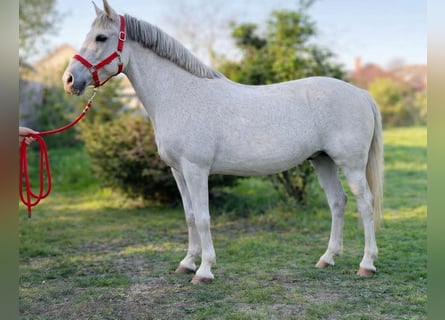 Más ponis/caballos pequeños, Yegua, 8 años, 148 cm, Tordo